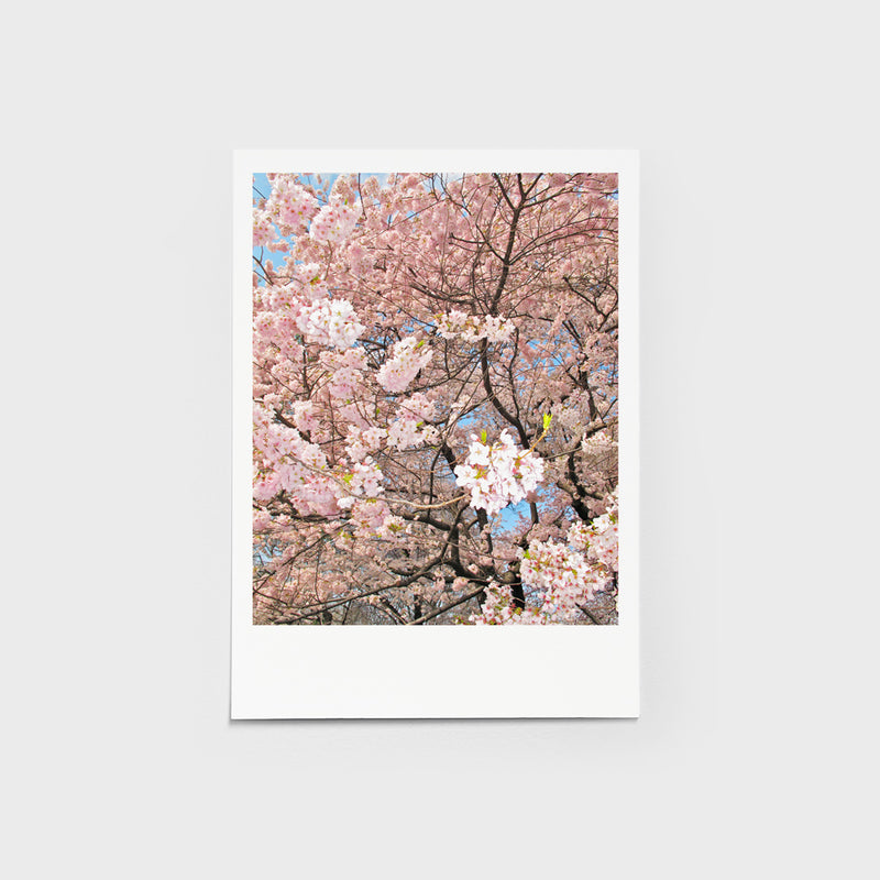 Karte Kirschblüten